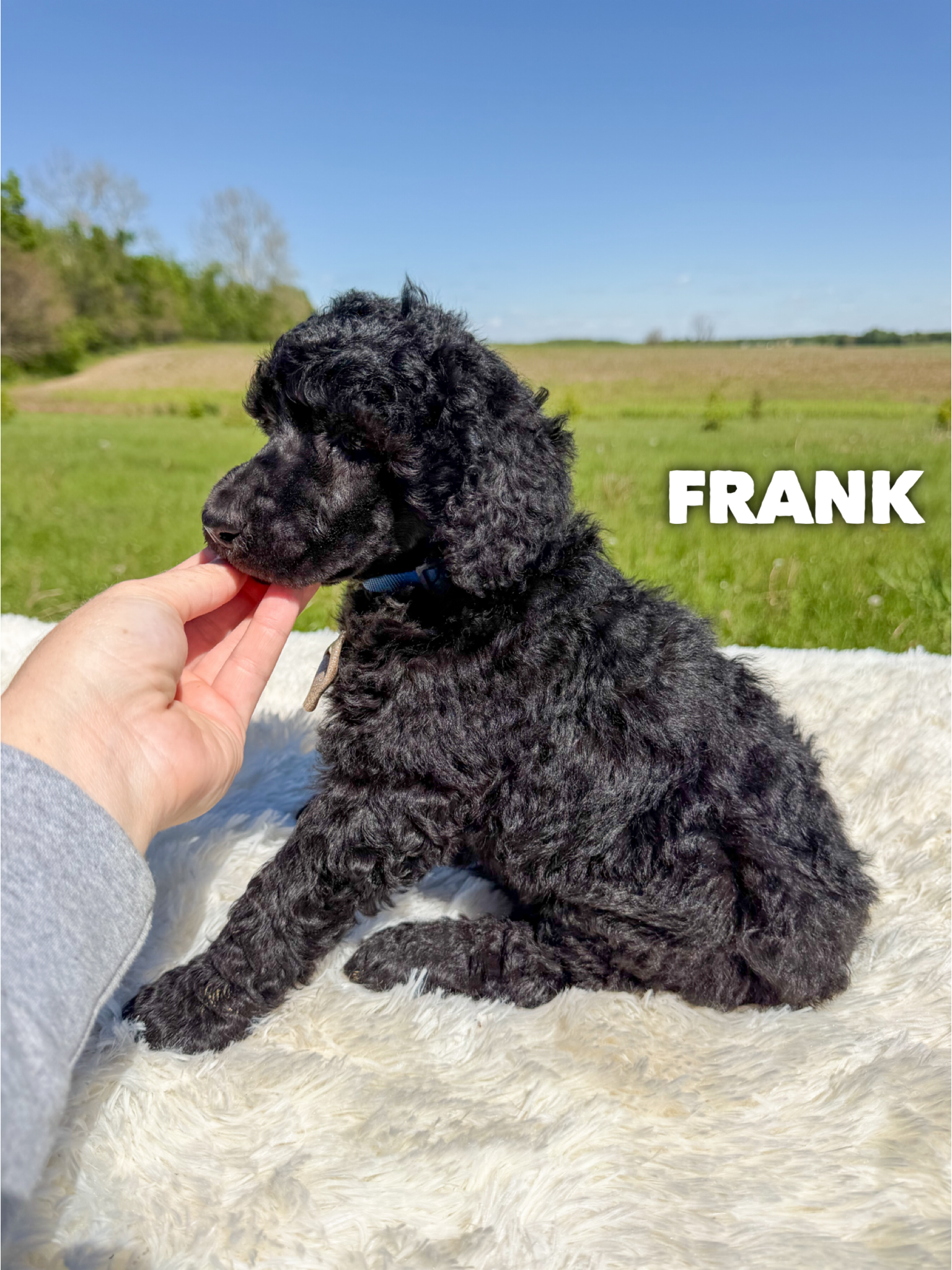 Frank 3